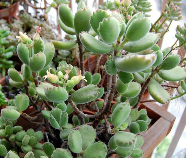 网购收到的熊童子掉叶子怎么办,熊童子断枝