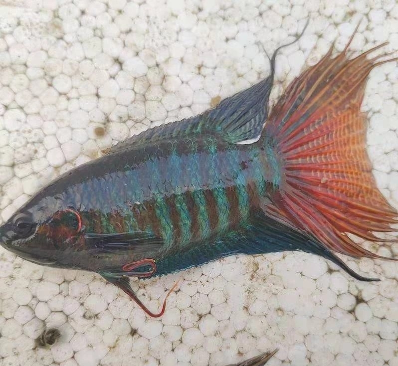 中国斗鱼繁殖带苗技巧,刚出生的时候斗鱼繁殖新手教程