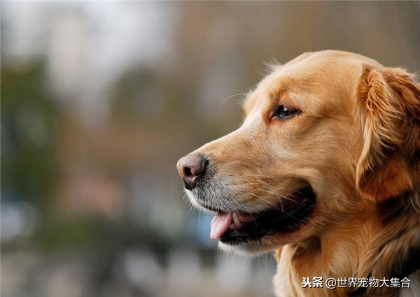 饲养金毛一个月需要多少钱,农村小金毛幼犬的饲养方法
