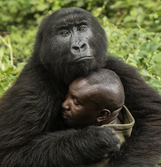 已死亡的著名大猩猩,年龄最大的大猩猩去世