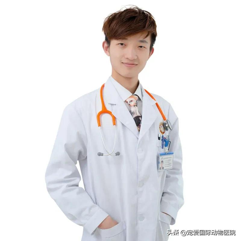 猫肥厚型心肌病的预防措施,猫肥厚型梗塞性心肌病