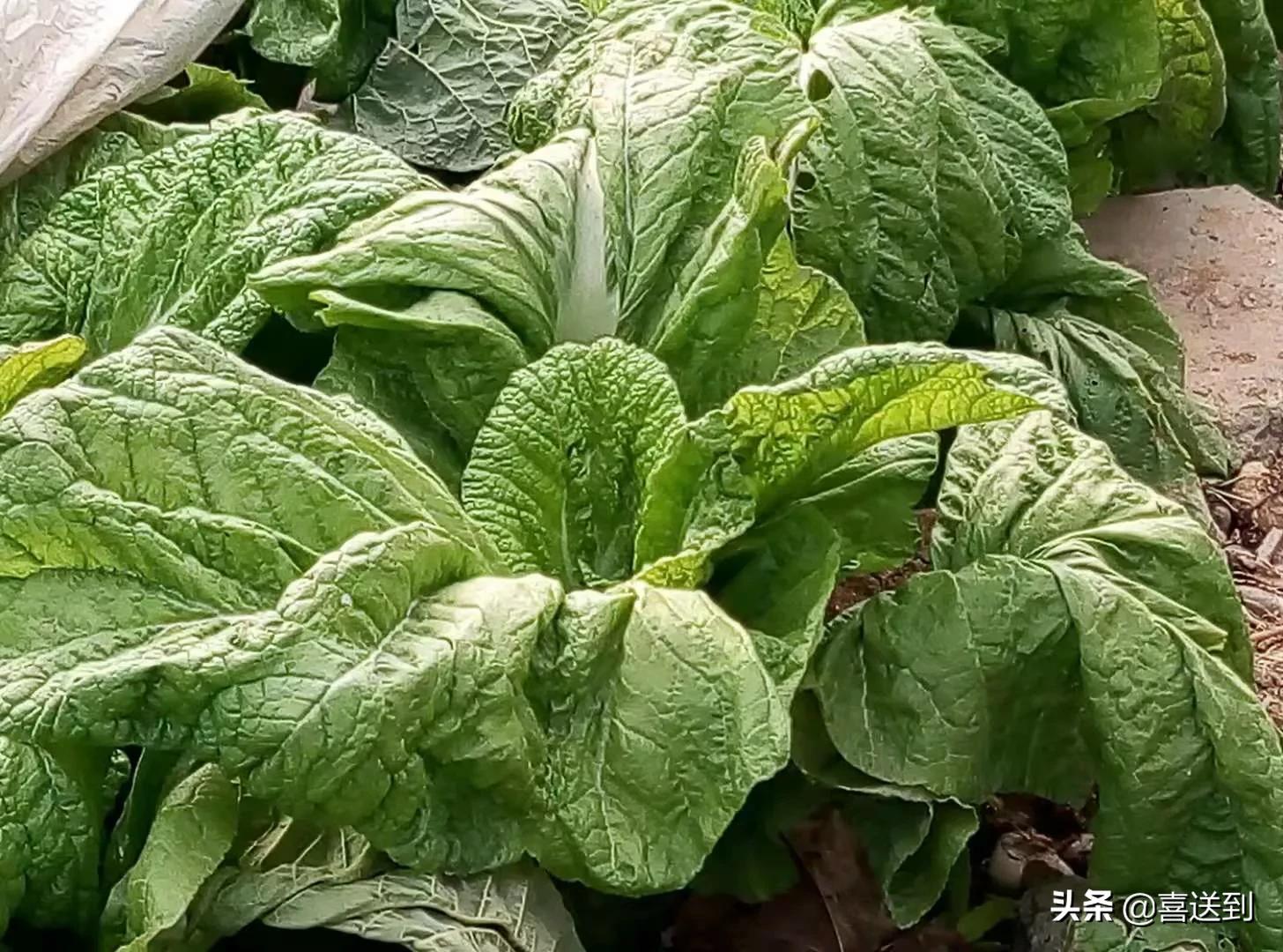 夫妻之间信任相处之道,如何化解夫妻之间的信任危机