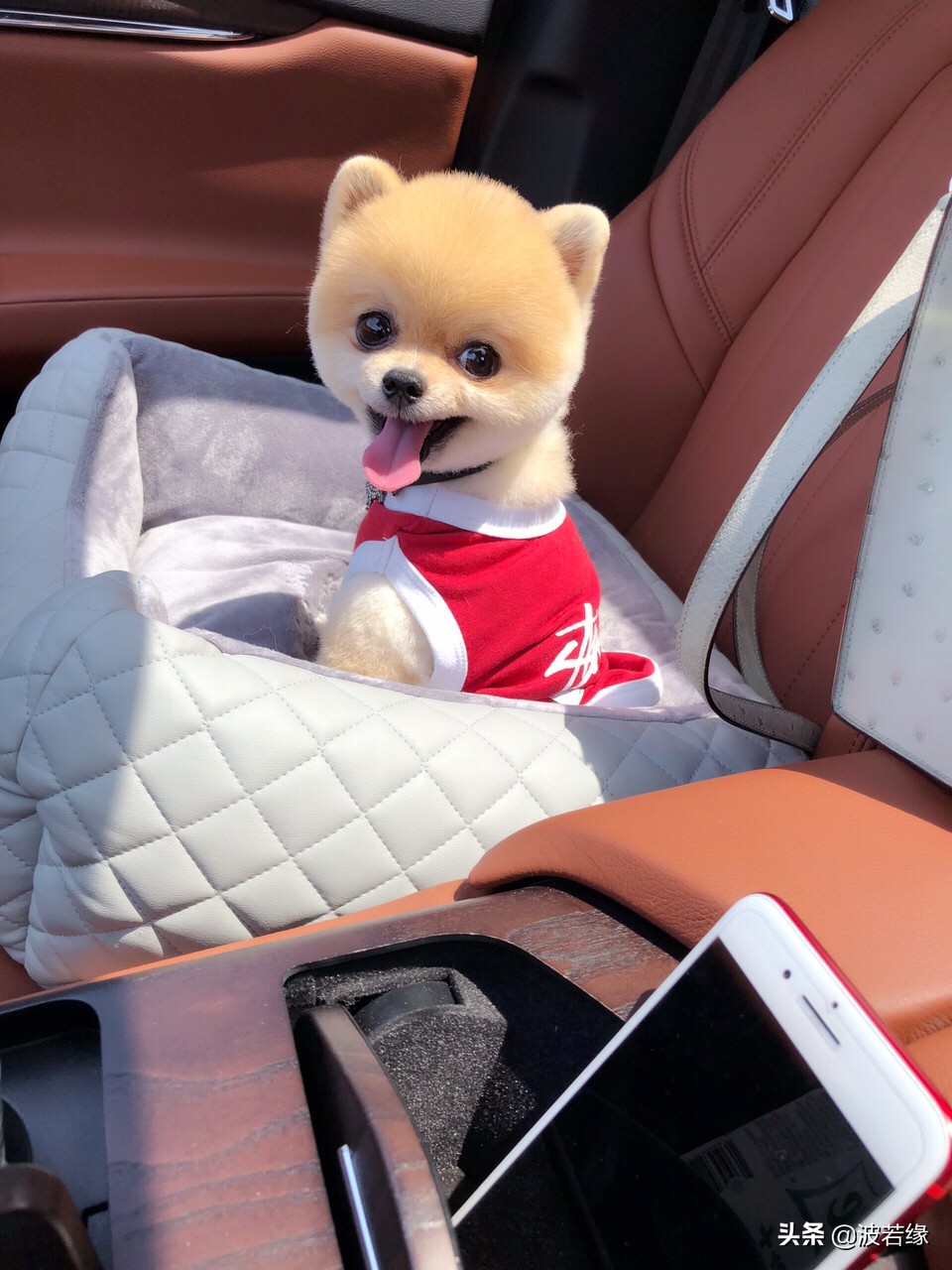 狗狗修毛的视频大全,给狗狗修毛的视频教程