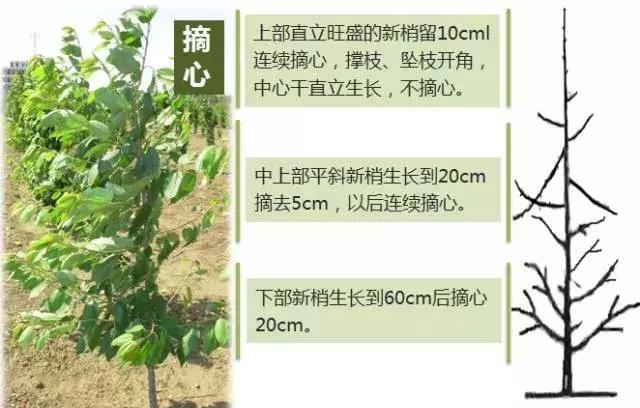 大樱桃病虫害全年防治方法有哪些,大樱桃病虫害全年防治方法直播间