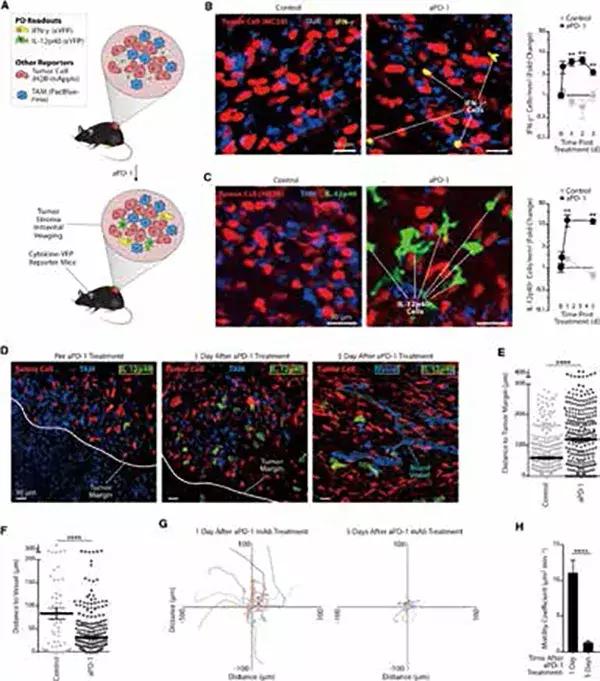 pd-1机制图,pd-1免疫治疗大白话讲解