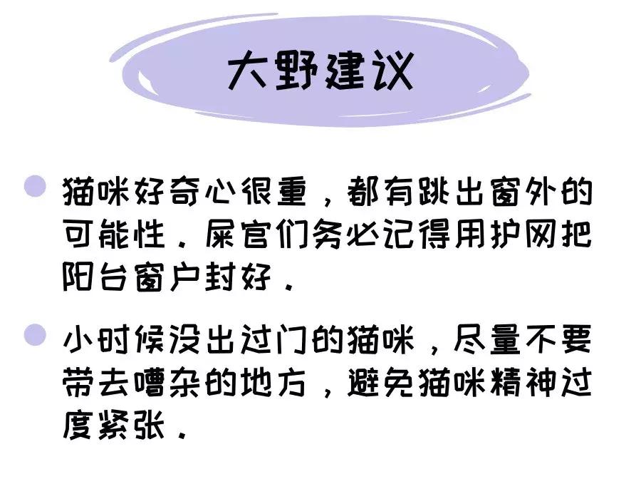 猫咪跑出去了自己知道回家吗,为什么猫咪离家回来后就很老实
