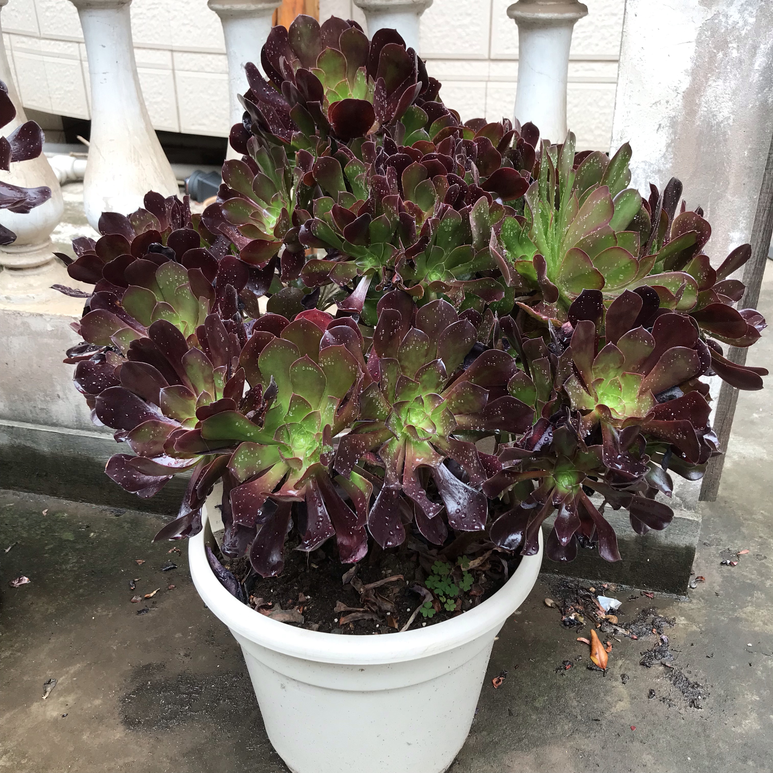 多肉叶片干瘪掉落怎么回事,多肉叶片长出一圈多肉该怎么办