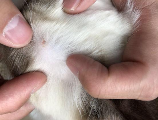 猫咪体外驱虫一般驱什么虫,猫咪体外驱虫什么药驱得全面