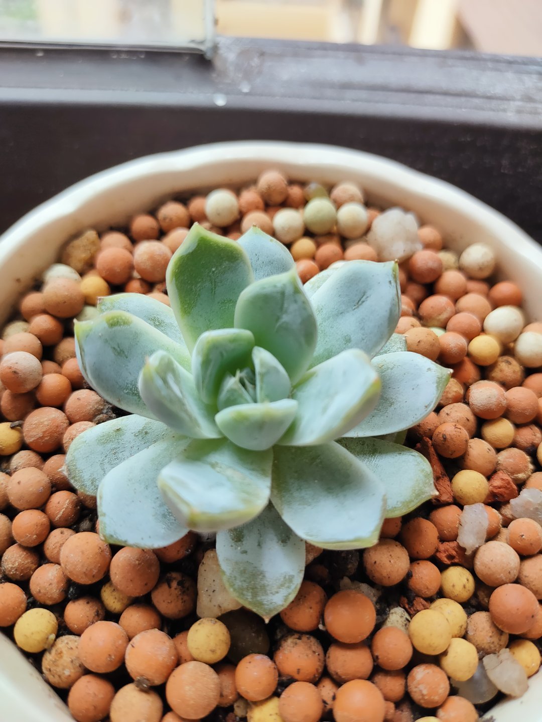 新手夏天养多肉5个保命秘籍,多肉高温雨季如何度夏养护