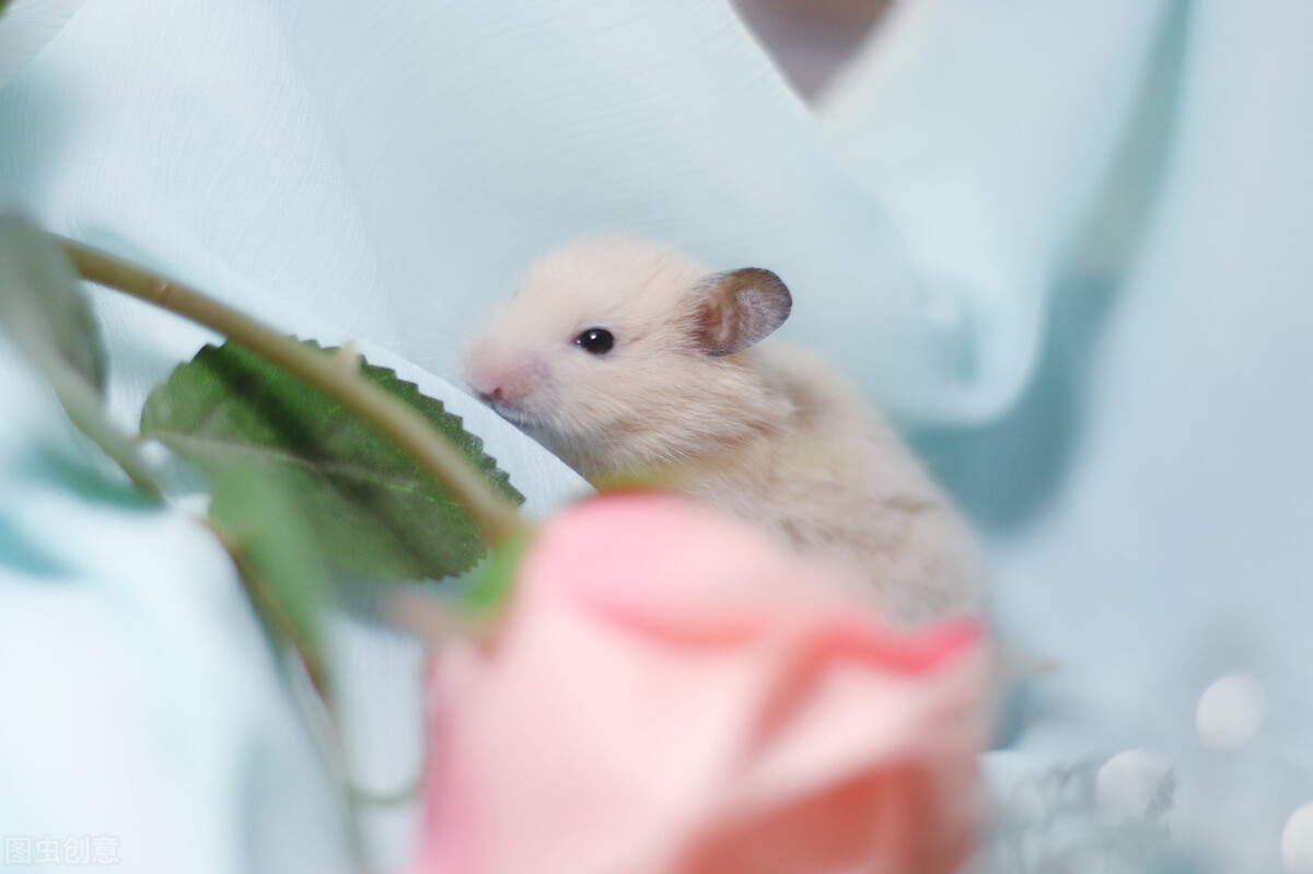 仓鼠为什么拉稀然后就死了,仓鼠为什么拉稀便