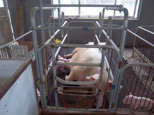 怎么确认*猪种**妊娠，预产期推算及分娩接产技术！