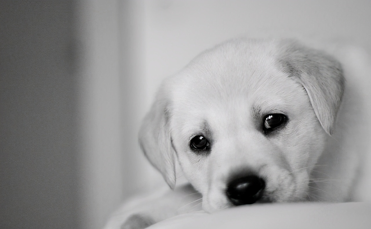 一只被遗弃的狗狗的自白—主人，我还在这个路口等你。1