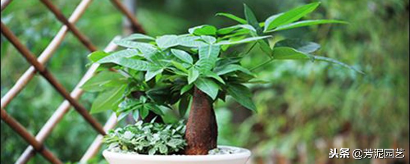 发财树叶子上长白斑怎么治,发财树长白斑怎么办