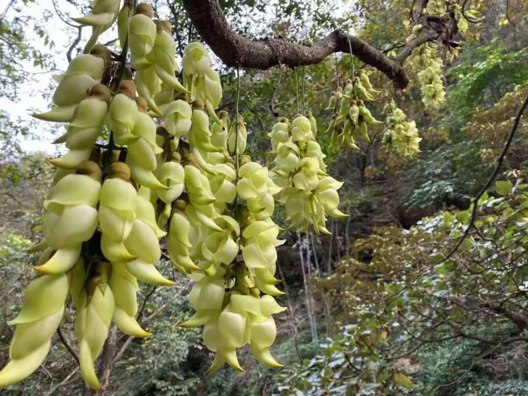 清远粤东第一漂流,清远漂流文化旅游季