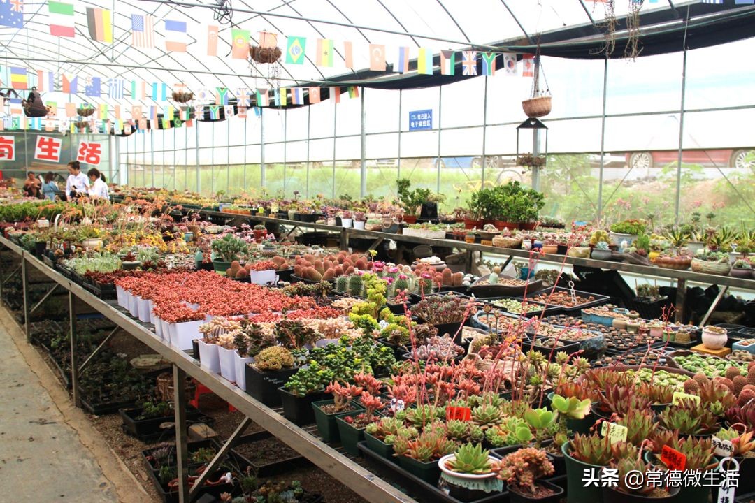 常德丹洲大草原介绍,丹洲草原风景