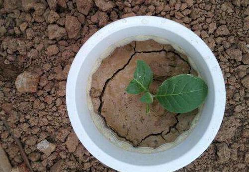 盆栽土结块的解决方法,土壤结块如何治理