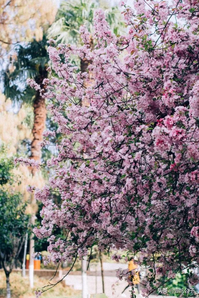 被大理的美景所折服,被丽江的风景美到了