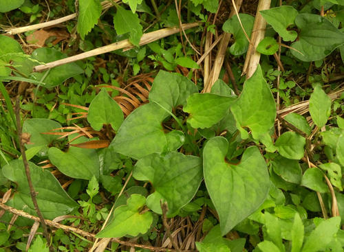 折耳根怎样种植才能高产,折耳根的种植方法和时间和技巧