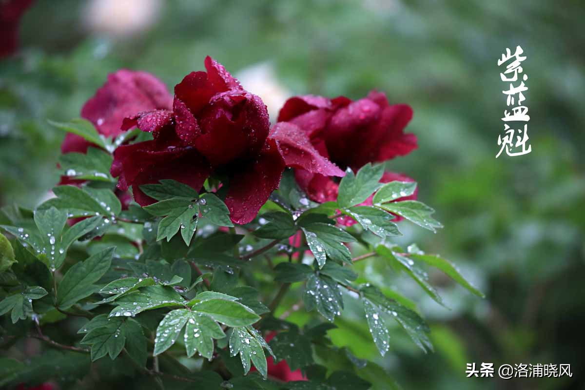 牡丹的名贵品种黑牡丹和绿牡丹,牡丹的稀有品种绿牡丹和黑牡丹