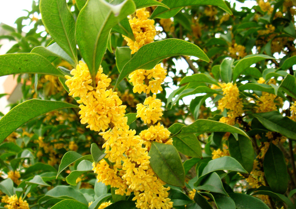 人养花花养人下句,什么花好养活又好看还可以吃的