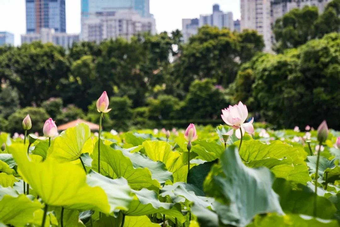 最美湖泊小众风景,最美湖泊西湖