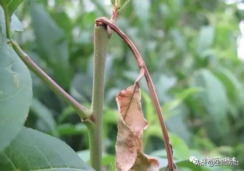 蛀干害虫是钻蛀害虫吗,果树枝干钻蛀害虫图片
