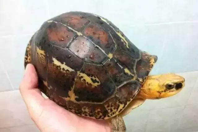 三线闭壳龟和潘氏闭壳龟区别,金头闭壳龟和三线闭壳龟同池