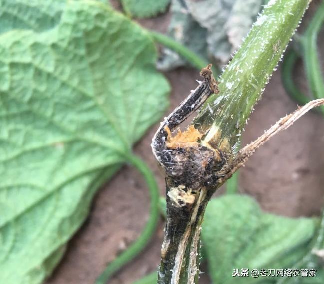 黄瓜嫁接苗定植后萎蔫是什么原因,黄瓜嫁接后蔫了怎么办