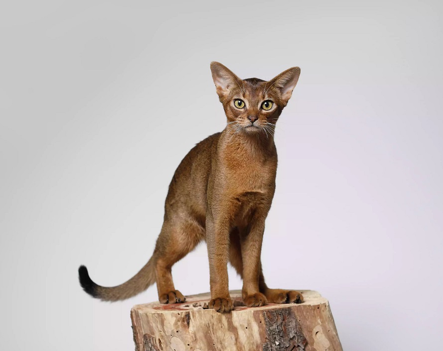 这些小众猫咪品种你见过几个,小众情头猫咪和狗