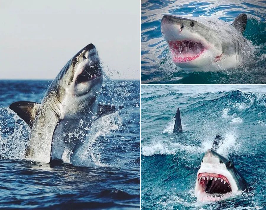 鲨鱼素描儿童画教程,儿童画教程海洋