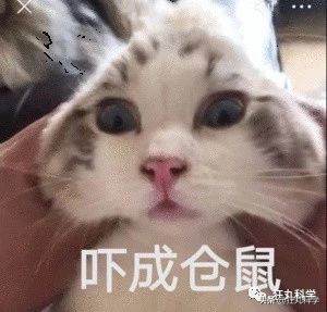 仓鼠的嘴巴到底有多大啊,仓鼠的嘴巴和舌头是怎么样的