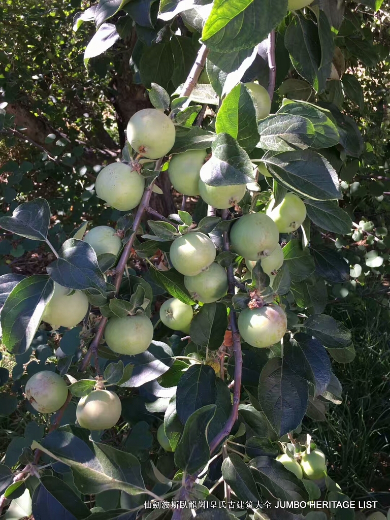 第3034回：无风雨不知花可惜，无患难不知人可谋