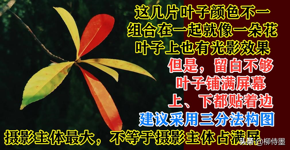 摄影新手如何拍摄照片教程,新手学习摄影入门第一步