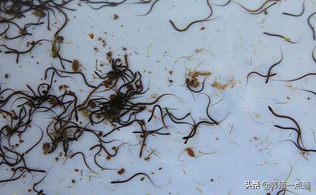 黄鳝养殖效益提升关键：损苗七原因排查经验总结