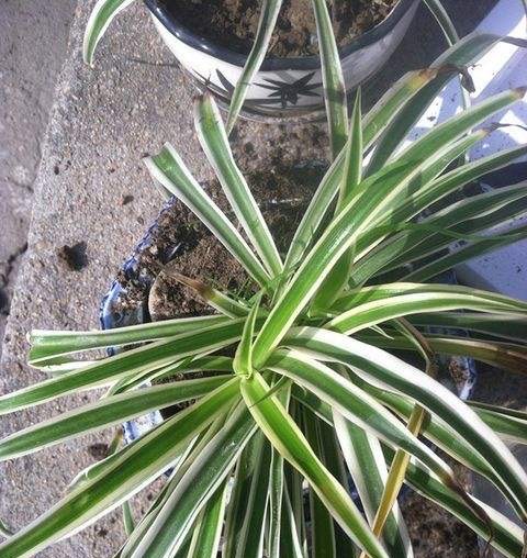 吊兰不徒长的秘诀,吊兰不修根可直接换盆吗