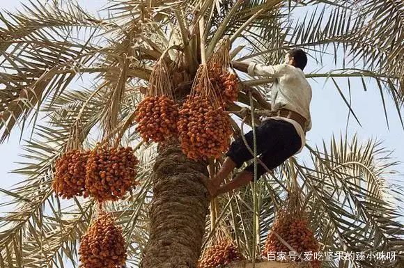 “沙漠黄金”椰枣在阿联酋地区,阿联酋迪拜大椰枣