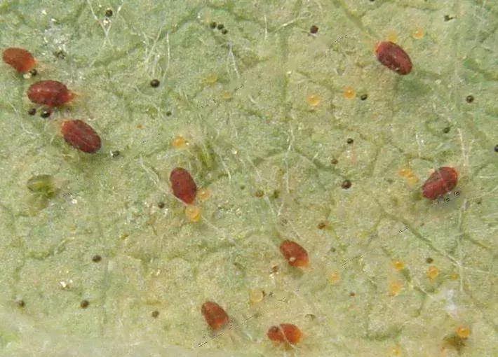 桃树虫害的防治在什么时间最好,桃树虫害防治全年用药图