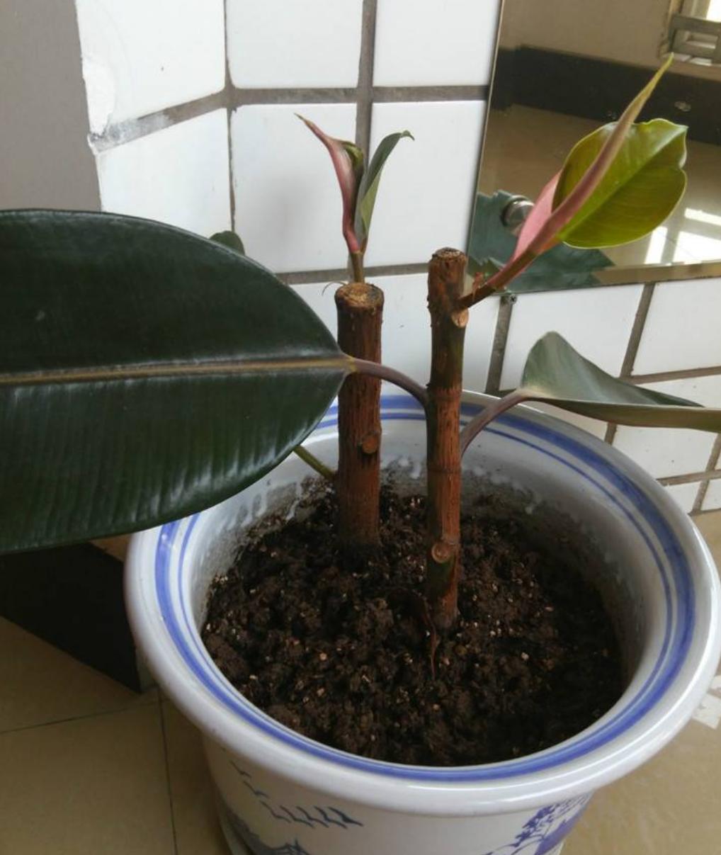 橡皮树枝条徒长怎么办,橡皮树修剪后就一个侧芽