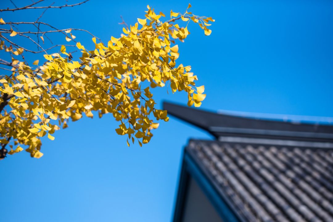 上海银杏叶打卡的地方,上海周边哪里有银杏叶