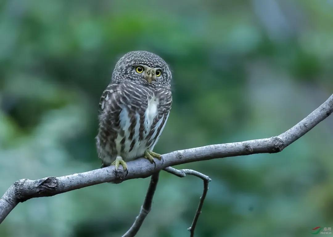 贩卖野生一级保护动物判几年,警方严查野生动物犯法吗