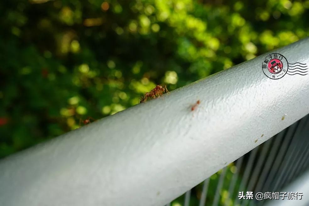 新加坡旅游住酒店攻略,去新加坡旅游住宿怎么选择