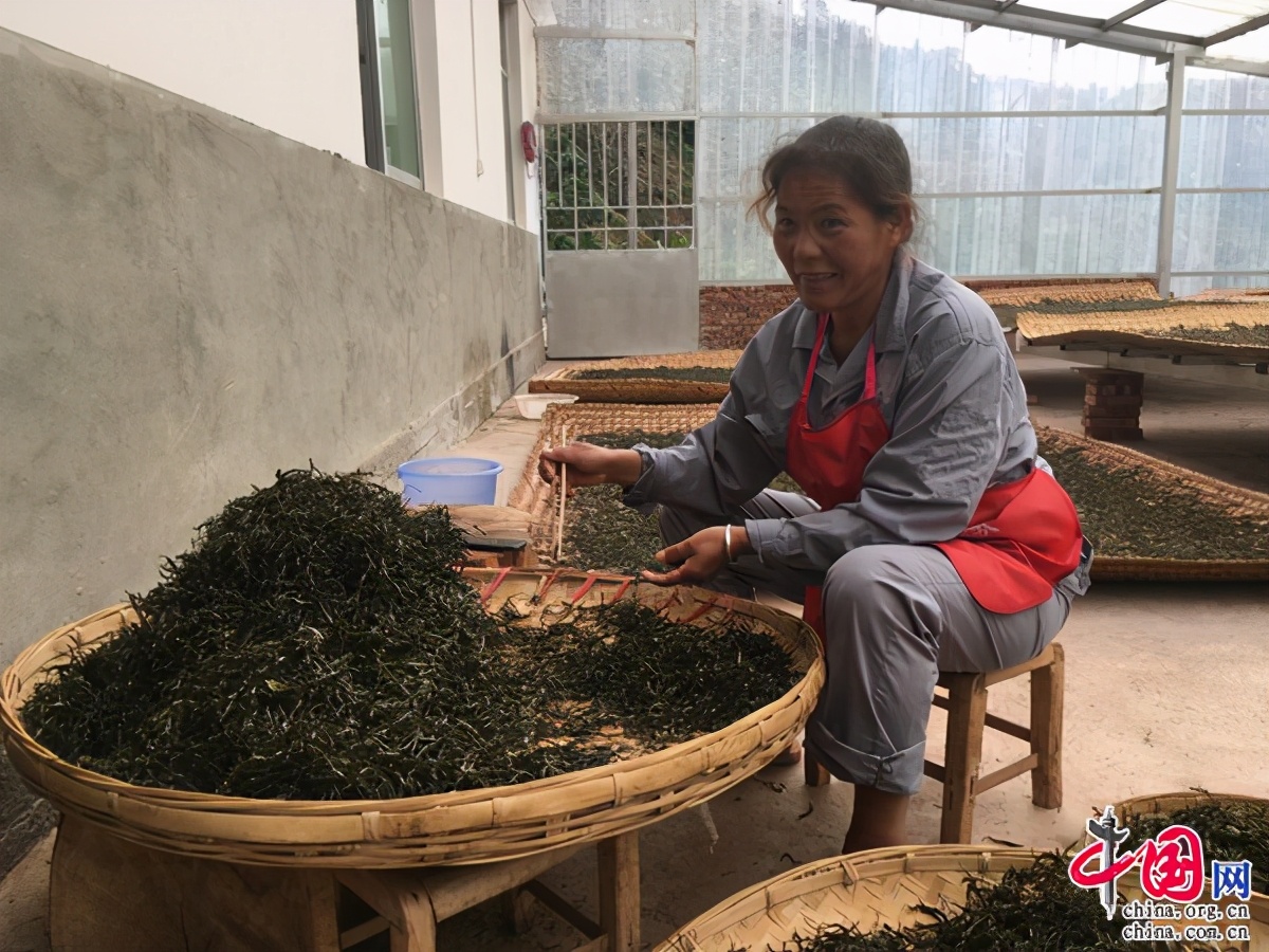 镇沅千家寨普洱茶品牌如何,镇沅八大名山系列普洱茶