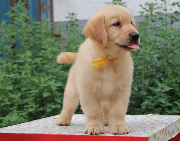 金毛夏天太热了怎么办,夏天金毛热吗