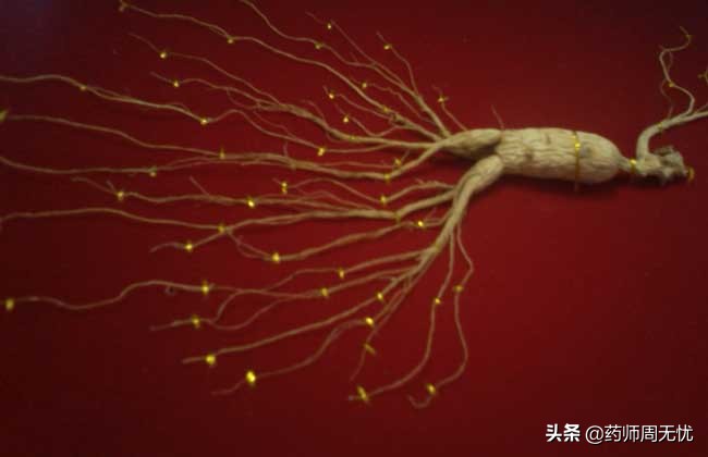 白话中医,中医说人参