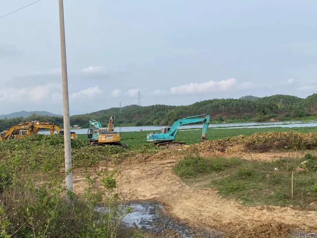 对水浮莲开战阳春清漂任务84万平方米，每天至少清漂8万平方米