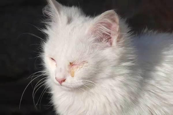 猫咪狗狗眼屎多是怎么回事,狗狗眼睛红肿是怎么回事