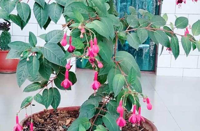 倒挂*钟金**招飞虫？花姐给你说一招，驱虫、养护两不耽误