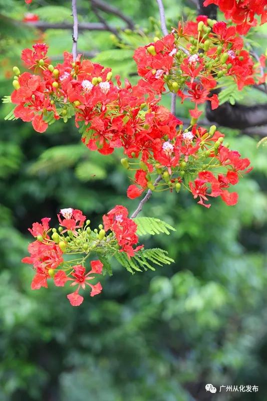 凤凰花从化,从化江浦凤凰花