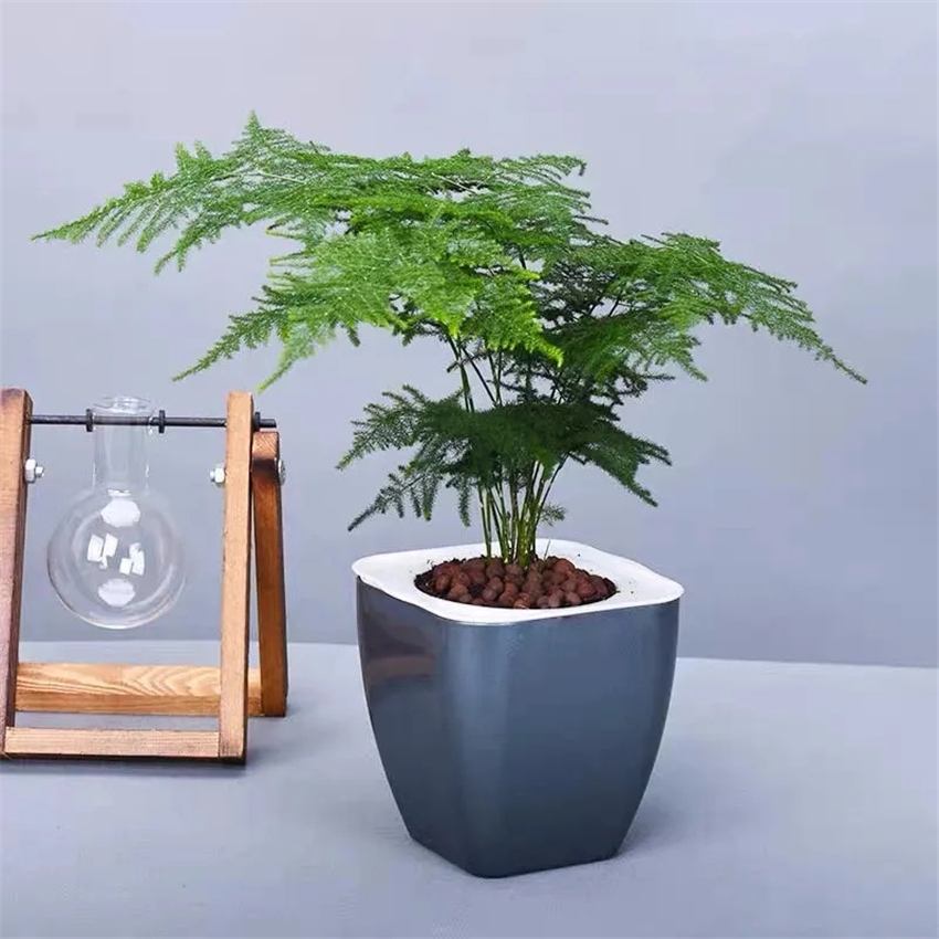 天然加湿器适合种什么绿植,空气加湿器种什么植物好