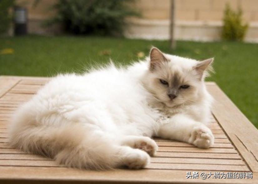 猫咪什么表现是中暑,猫咪轻微中暑怎么救